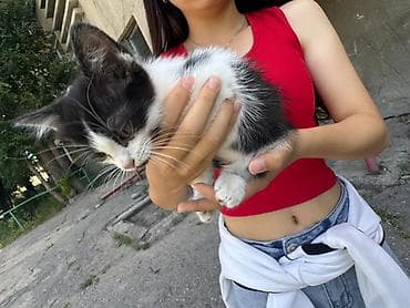Отдам даром кошку: Отдам котят даром — 3