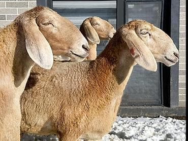 ветеринар кошек: Ассалам Алейкум! Каракол шаар боюнча кой союуу кызматын тартуулайм — 1
