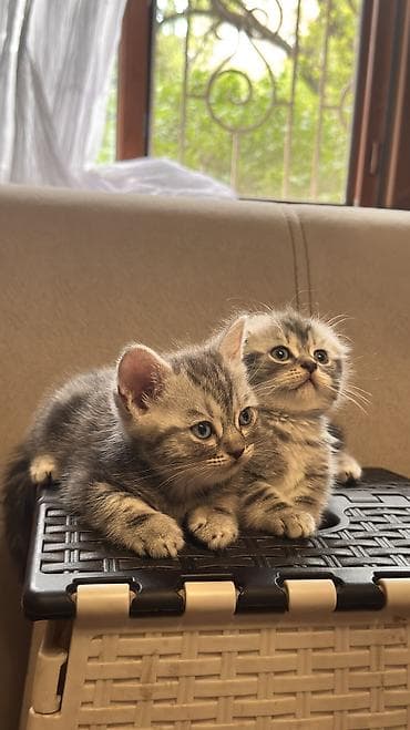 куплю кота британца: 🐱 Шотландские котята ищут любящие семьи 🐱 Возраст — 1 месяц и 20 дней — 7
