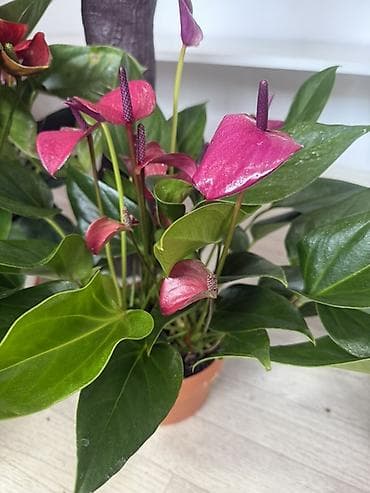 Антуриум (Anthurium) с розовыми соцветиями - Эффектное тропическое