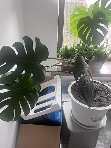 Бөлмө өсүмдүктөрү: Монстера делициоза (Monstera deliciosa) в горшке. - Крупные резные — 2