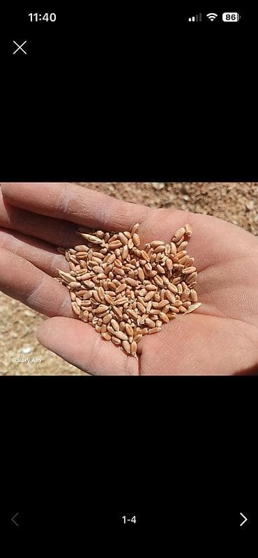 Продам пшеницу цена за килограмм 23 Сома с доставкой