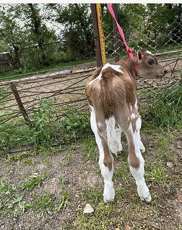 тюк люцерна: Продаю | Музоо, торпок | Швицкая | Для молока | Привязанные — 4