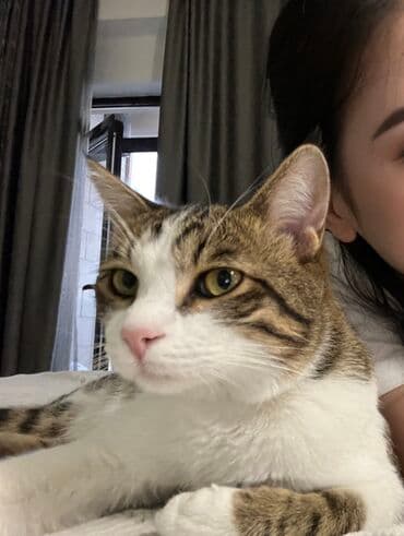 если не кастрировать кота: 📌Продается кот Порода: Циветта Кастрированный чистый без блох Очень — 3