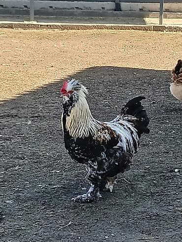 кара балта мал: Продаю петухов 3 шт Крупные вольные Большой белый 2,6 года. 1500сом — 4