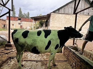 отдам даром кошка: Продаю | Корова (самка) | Голштин | Для молока | Племенные — 3