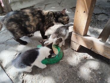 отдам даром собаку в хорошие руки: Отдадим котят в заботливые руки. Приучены к улице и туалету.Кушают все — 2