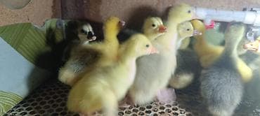 живые дрожи: Гусята суточные, недельные. Вывод каждую неделю. Отправка в регионы — 4