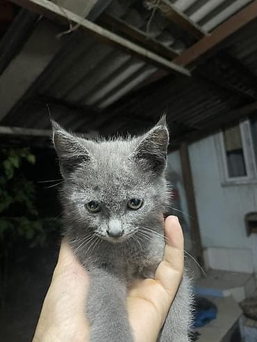 Үй жаныбарлары: 3 айлык, Ургаачы — 2