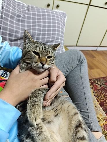 черные кошки: Кошка даром: Беспородная, Девочка — 4