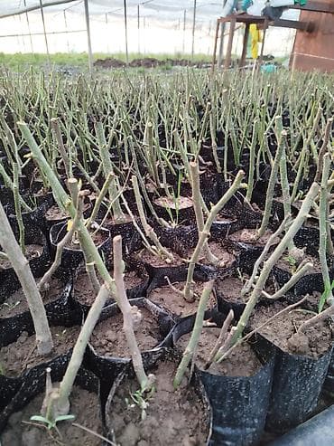 solutions elementary: Роза оптом кустовой - Молодые укоренённые черенки в индивидуальных — 2