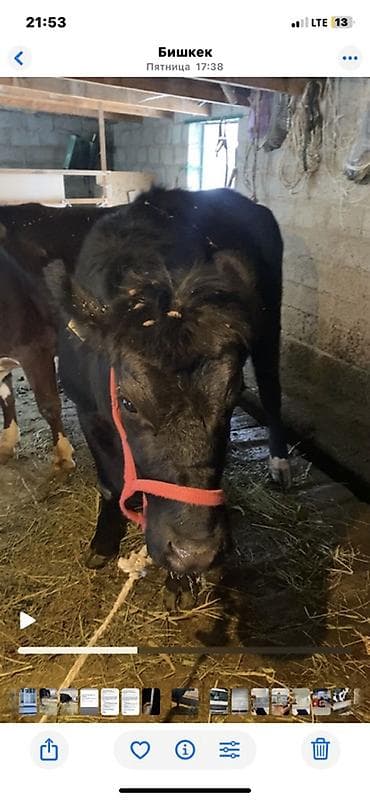 кошки на продажу: Продаю | Тёлка | На откорм | Привязанные — 1