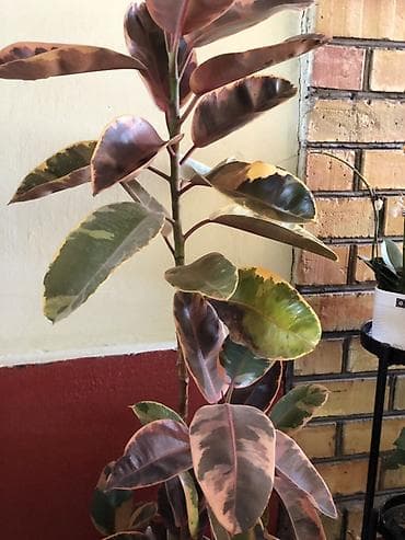 green leaf: Комнатные и садовые растения в горшках - Ампельные растения в — 7