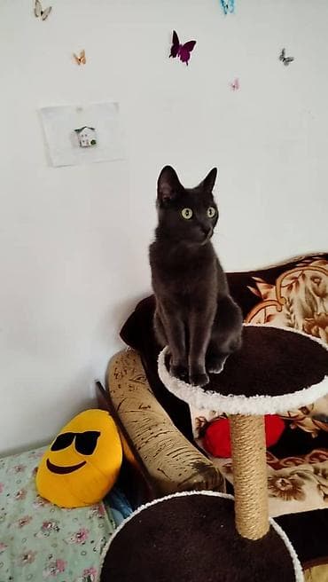cat sofa: Кошка даром: Русская голубая, 2 года, Девочка, Кастрирована, Приучена к лотку, Проглистована — 2