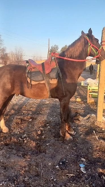 Ветеринар кызматы: Сатам | Жылкы (эркек) | Жумушка | Асыл тукумдуу — 1