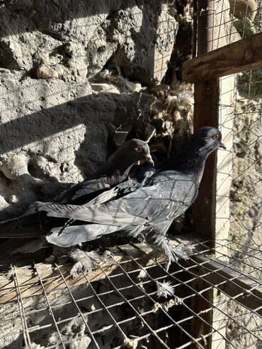 вольеры для собак бу: Продаю голубей!!!! На фото представлены голуби разных пород. Цены на — 35