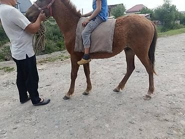 Үй жаныбарлары: Сатам | Тай — 1