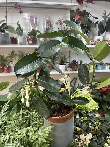 жасмин купить: Стефанотис (Madagascar Jasmine) в горшке. Описание: - Вьющийся — 2
