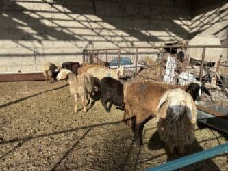 продажа домашних животных: Продаю | Овца (самка), Ягненок, Баран (самец) | Гиссарская, Полукровка, Долан | На забой, Для разведения, Для шерсти | Племенные, Котные, Кастрированные — 1