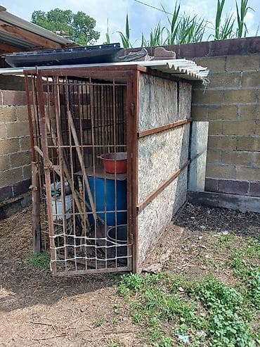 маркой свинка: Продаю | Баран (самец) — 4