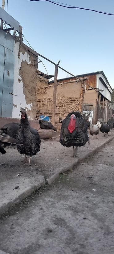 породистый: Продаю | Индюк (самец) | Для разведения | Племенные — 1