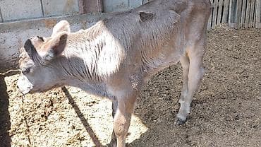 продажа собак в бишкеке: Продаю | Бык (самец) | Полукровка, Швицкая, Симментальская | На откорм, Для разведения | Искусственник — 8