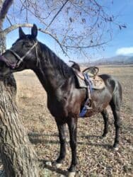 продажа домашних животных: Продаю | Жеребец | Для разведения | Племенные — 10