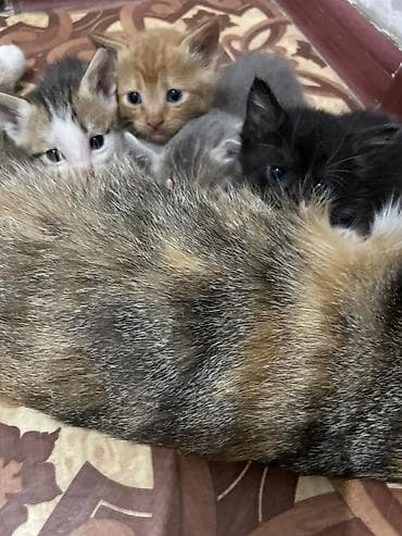 cat sofa: Мышык сатабыз алам дегендер болсо жазып койуңуздар. 1)сары мышык 500с — 8
