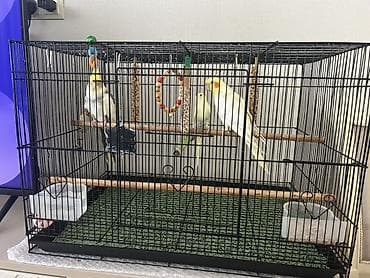 купить вольер для попугая: Продам 3 попугаев ( 2 Корелла и 1 волнистый) все на фото. В комплекте — 4