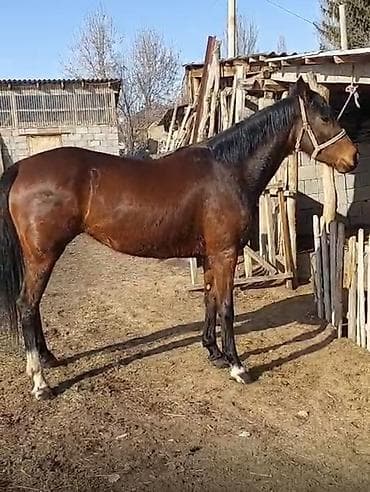 животные птицы: Продаю | Кобыла (самка) | Английская | Для разведения, Рабочий, Конный спорт — 2