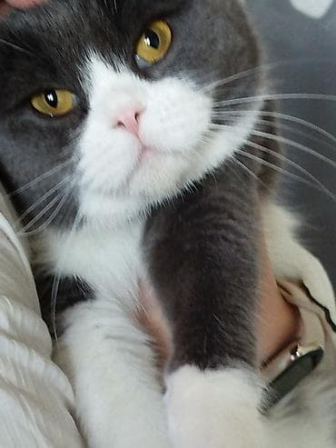 Британская короткошёрстная кошка (окрас биколор: серый с белым) -