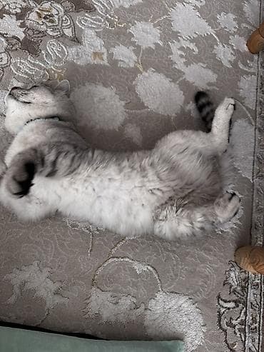 тайские кошки цена: 1 год, Мальчик, Серебристая шиншилла, Приучена к лотку — 6