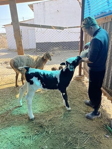 бодоно сатып алам: Продаю | Музоо, торпок | Для молока | Искусственник — 4