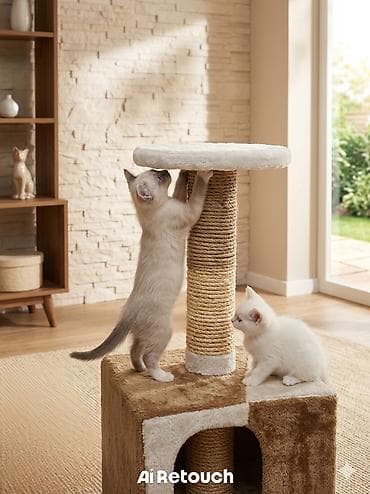 бенгальские котята: Продаю котята сиамские мальчик и девочка 1,5 месяца, воспитанные — 1