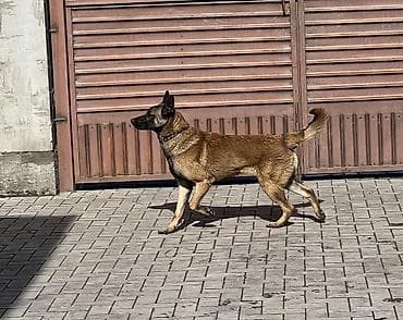 белгийский авчарка: Бельгийская овчарка, 9 месяцев, Самец, С прививкой — 2