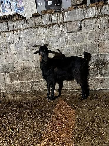 брама кохинхин: Продаю | Козёл (самец) | Для разведения | Осеменитель — 3