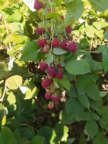 mozabrick бишкек: Продаю саженцы ремонтной малина,фото сделано 28 октября,летом малина — 1