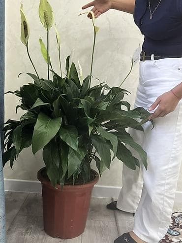 спатифилум гигант: Спатифиллюм (Spathiphyllum) — крупное комнатное растение в пластиковом — 1