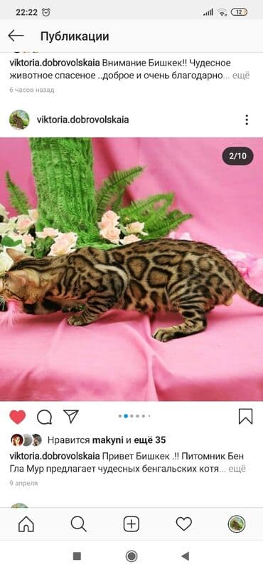 купить породистых котят: Красивейшие бенгальские котята .вырастают вот такими красавцами очень — 21