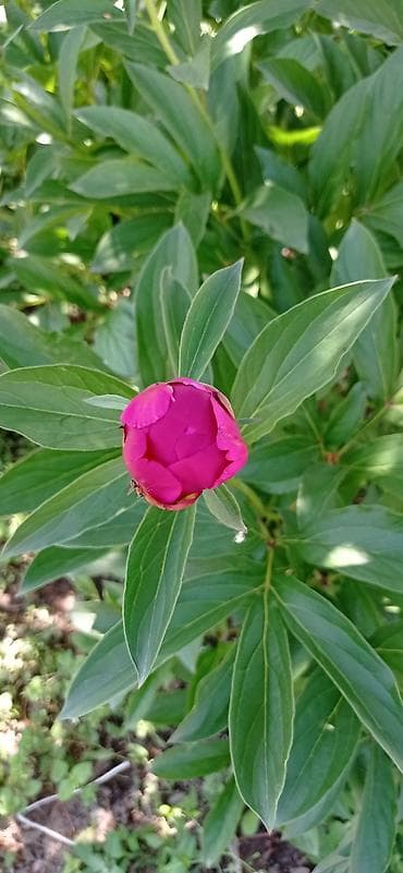 лук продам: Бутоны пионов разных цветов малиновые белые розовые бутоны плотные — 4