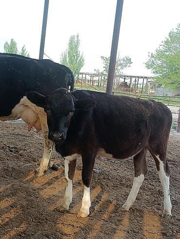 жил азык: Сатам | Уй (ургаачы) | Сүт алуу үчүн | Асыл тукумдуу — 1