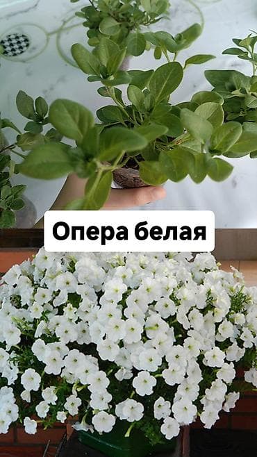 акантовка лапка: Рассада ампельной петунии (серии Тайдал Вейв и Опера) Доступные — 4