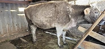 индук бик 6: Продаю | Корова (самка), Бык (самец), Тёлка | Алатауская | Для разведения, Для молока | Стельные — 4