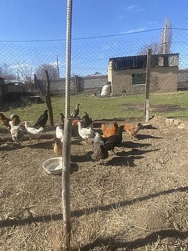 яйца инкубатор: Продаю | Куры | Домашняя | Для разведения — 1