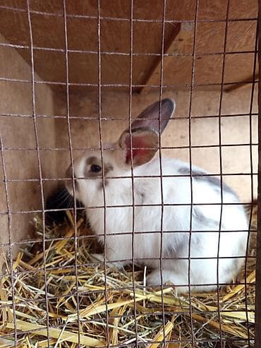 хара: Кролик в клетке. - Порода/окрас: белый с серыми пятнами, стоячие уши — 1