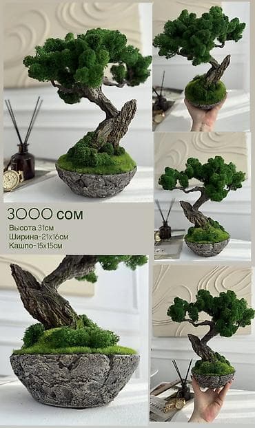 попи: Бонсай ручной работы из натурального стабилизированного мха от 1500 — 10