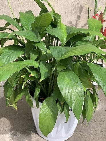 эластика: Комнатные растения в декоративных кашпо 1) Фикус эластика (каучуковое — 2