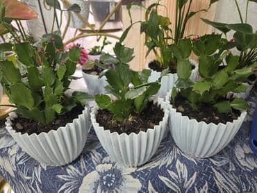 арча саженцы: Декабрист (Schlumbergera) — комнатный кактус с плоскими членистыми — 3