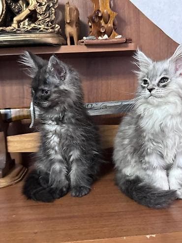 Мейн-кун, 3 айлык, Ургаачы, Боз, Лотокко барууга үйрөтүлгөн