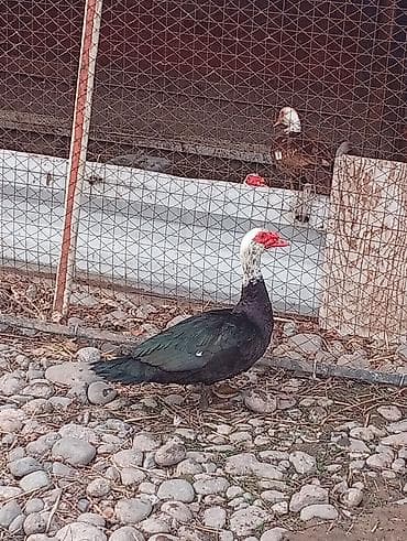 Куры, петухи: Продаю | Петух | Домашняя | Для разведения — 3